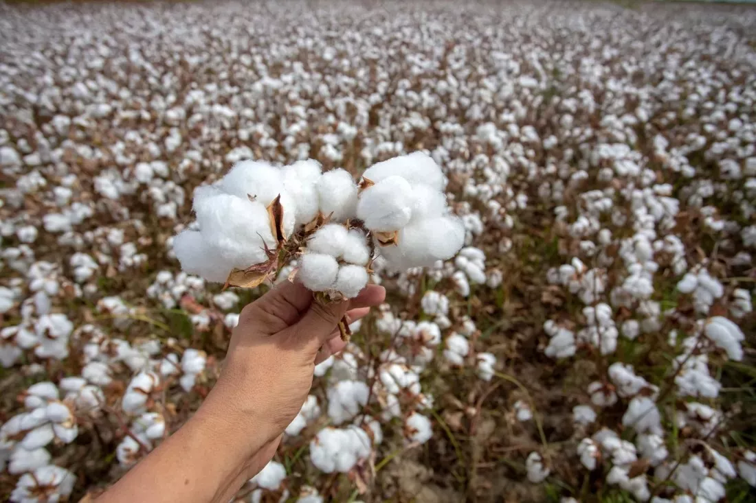 Mano che tiene una capsula di cotone matura sopra un campo di cotone