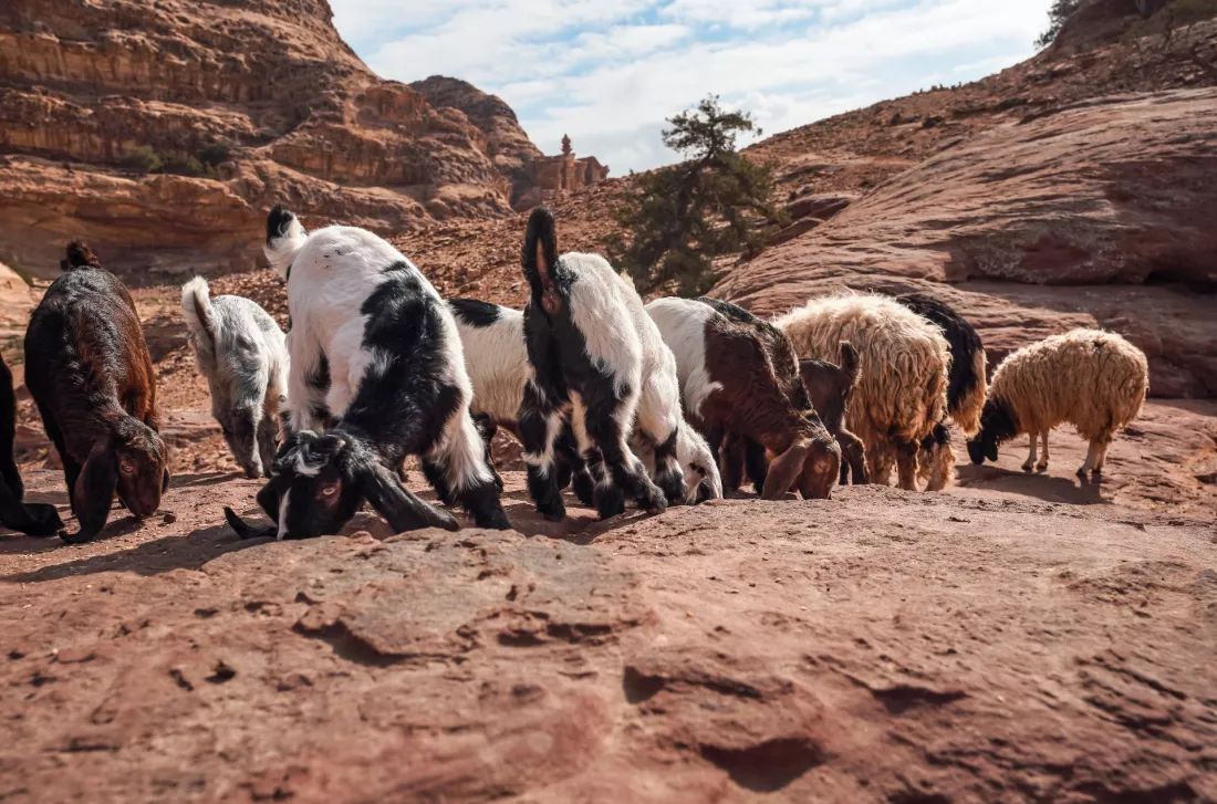 Capre e pecore su un terreno roccioso del deserto